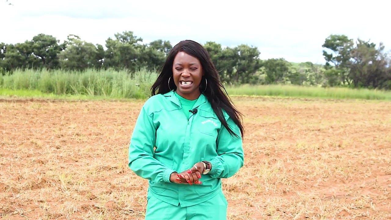 AGRIBUSINESS SORGHUM PRODUCTION