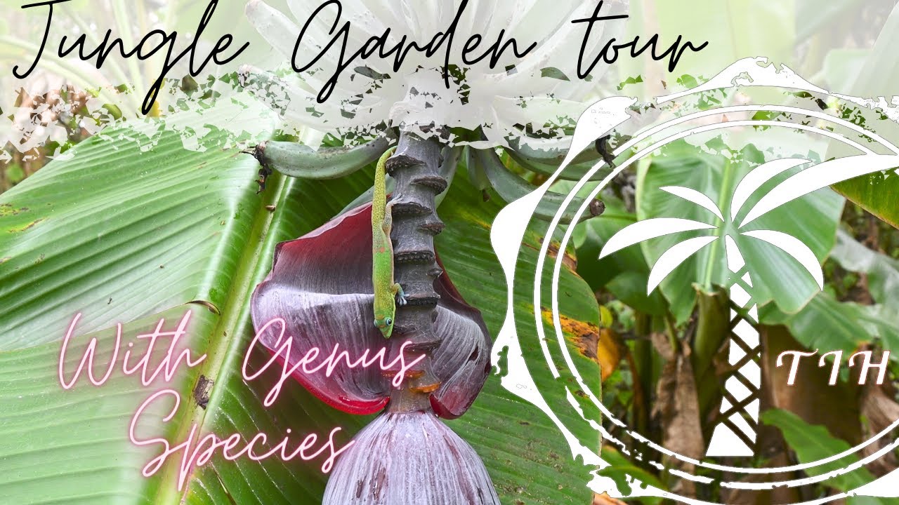 Hawaii Garden tour Dec '22 Part 2