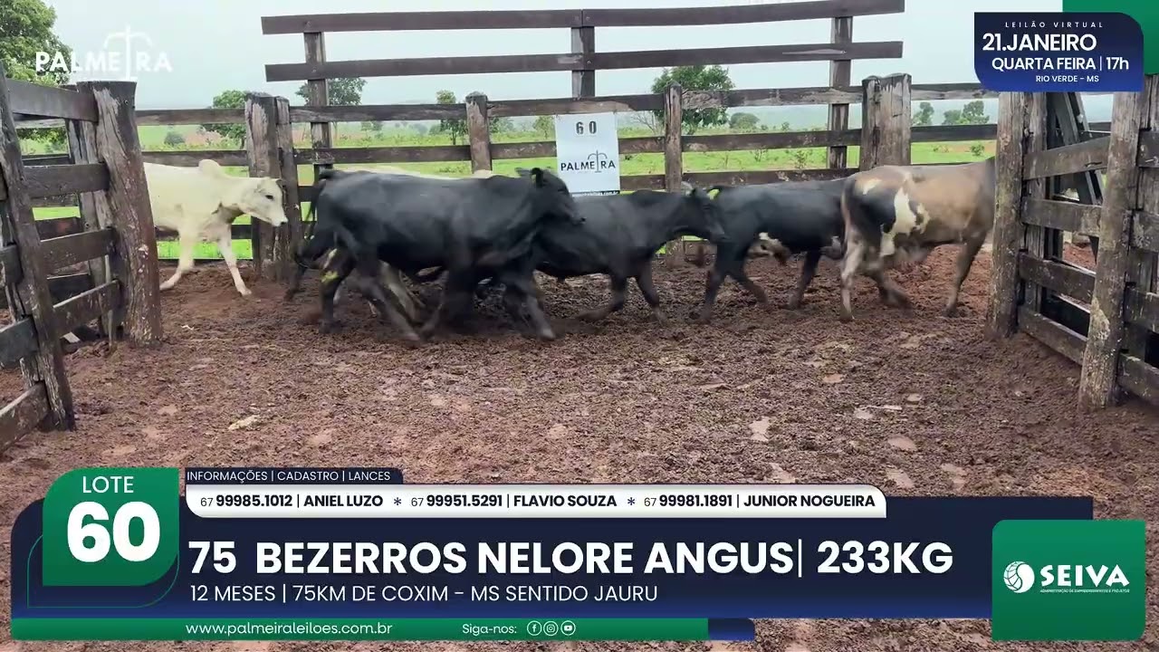 LOTE 60– 3º Leilão Virtual Raízes da Palmeira | 21.01.26 | Palmeira Leilões Rurais