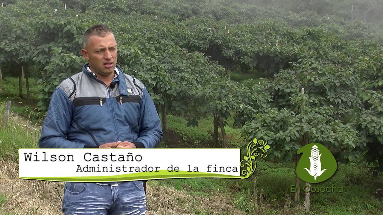 En Cosecha Tomate de árbol: 