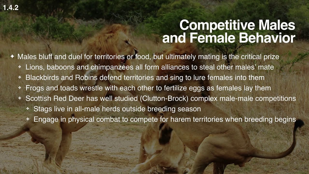 Female Mate Choice and Sexual Competition