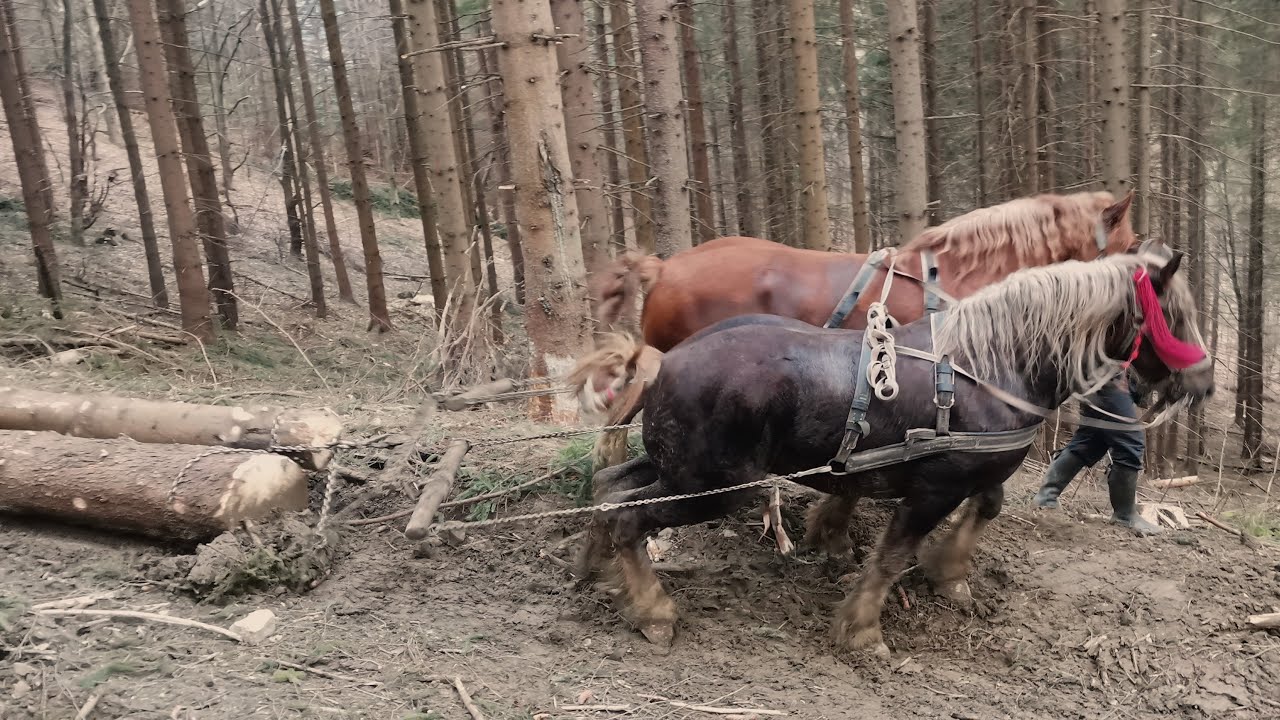 Caii lui Vasilica Aga  de la Putna la padure / Nou 2022