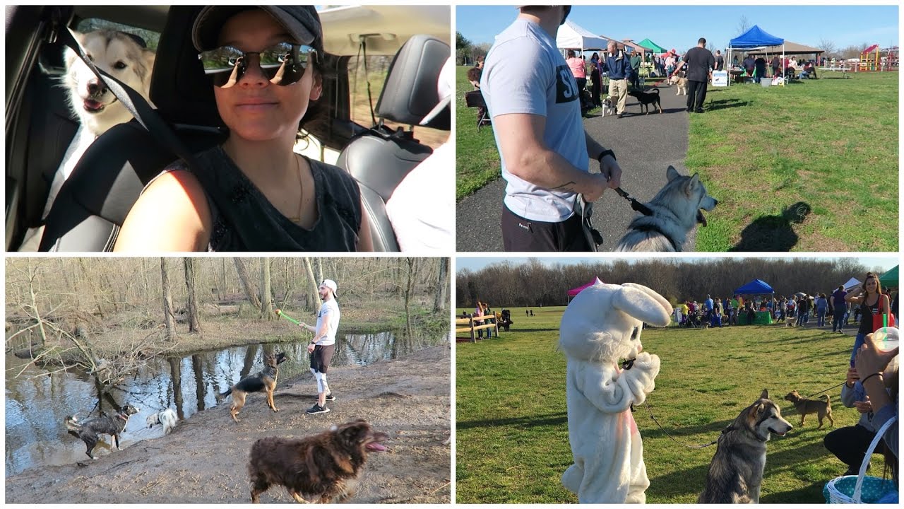 Dog Easter Egg Hunt?! + Greyson's First Time Swimming | April 9, 2017