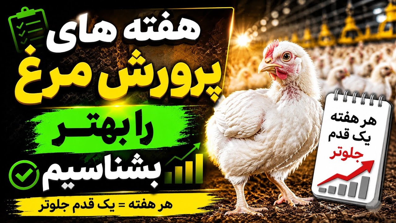 هفته های پرورش مرغ گوشتی را بهتر بشناسیم