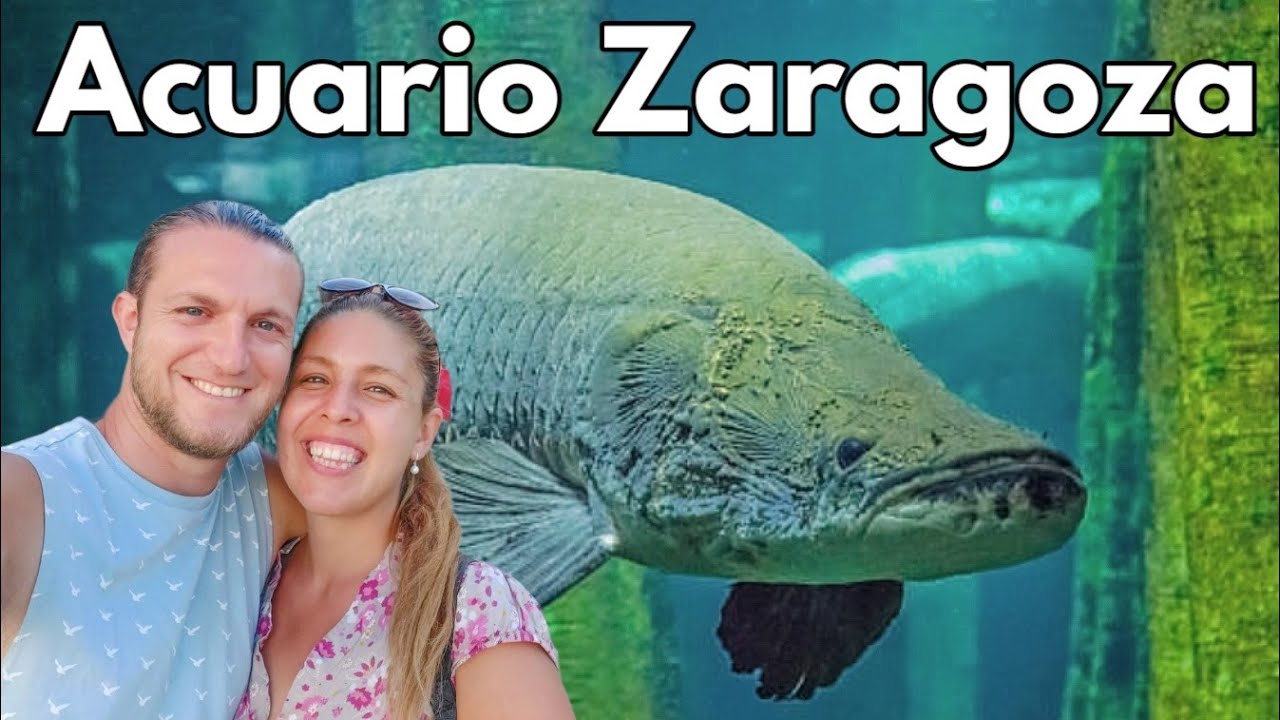 🔴 ACUARIO FLUVIAL Zaragoza: el más grande de Europa | Aragón - España