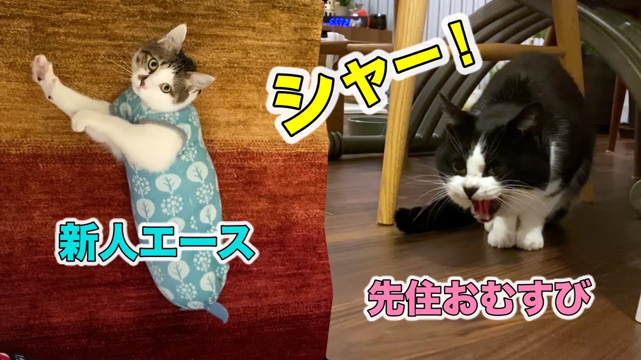 先住猫おむすびさんシャー炸裂！動じないエアぱんこね職人【二本足のエースくんトライアル日記⑤】