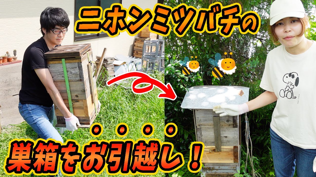 ニホンミツバチの巣箱をお引越しさせました！