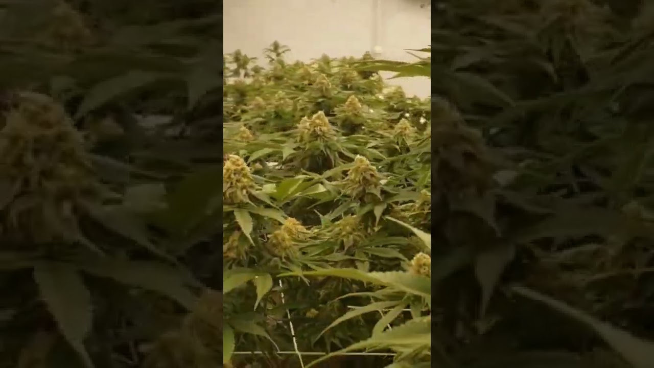 Snoop Og, Banana Punch & Captain's Cake
