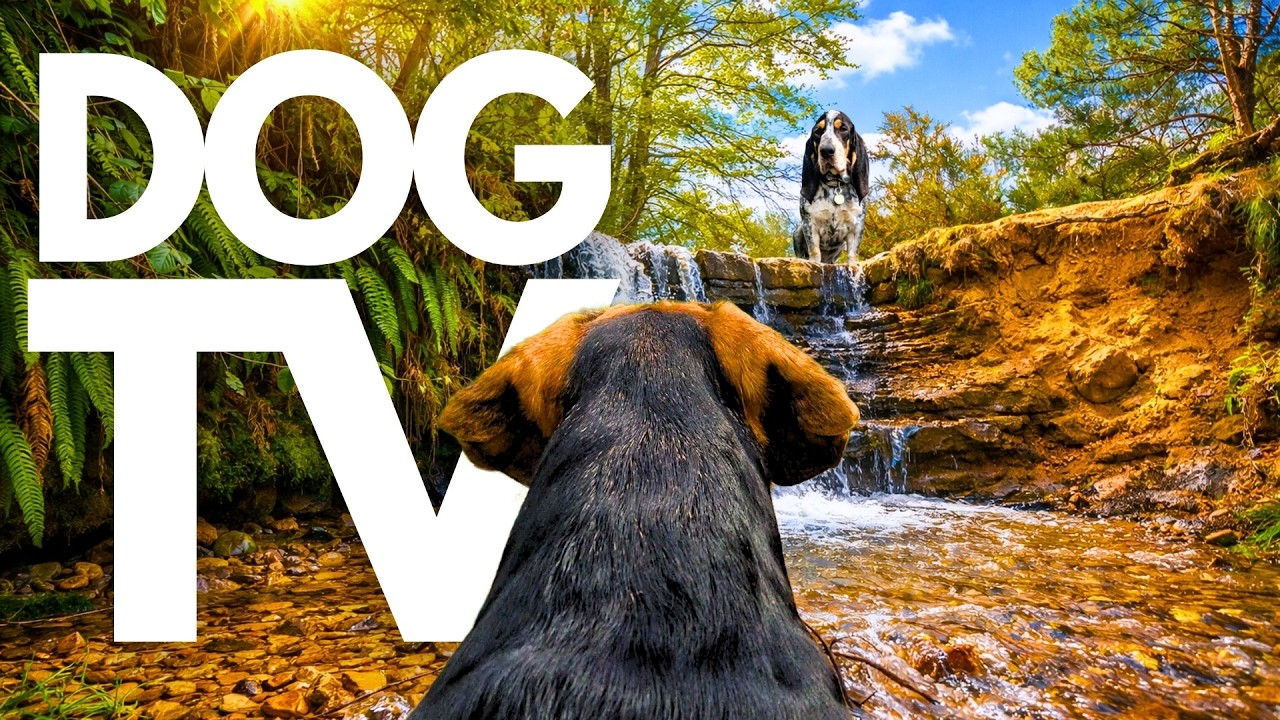 TheDogCam | 10hrs of Tranquil Virtual Dog Walks Along Endless Countryside Trails 🐾🌿 GoPro DogTV