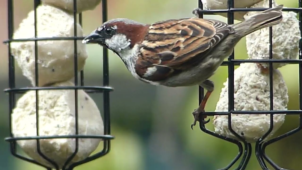 Sparrow Close up Full HD