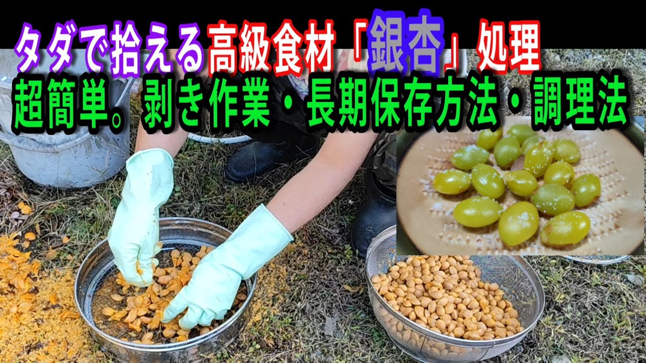 銀杏の剥き作業・調理方法・長期保存方法　　　　　　　#拾える高級食材　#高栄養値　#滋養成分　#食べ過ぎると毒　#美味しい　#銀杏　#殻剥き　#長期保存　#調理方法　#封筒で炒り銀杏　#老化防止食材