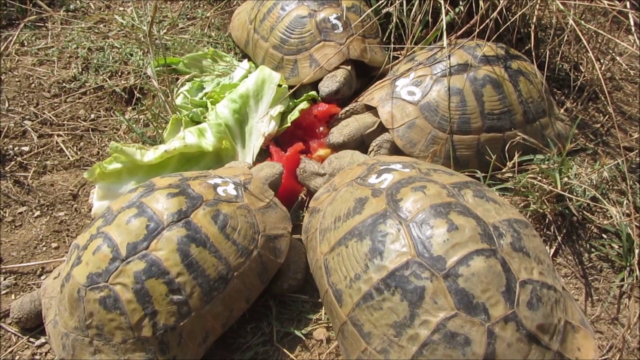 O Aetos - Bericht einer freiwilligen Helferin (Schildkr&ouml;tenschutzstation in Nordgriechenland)