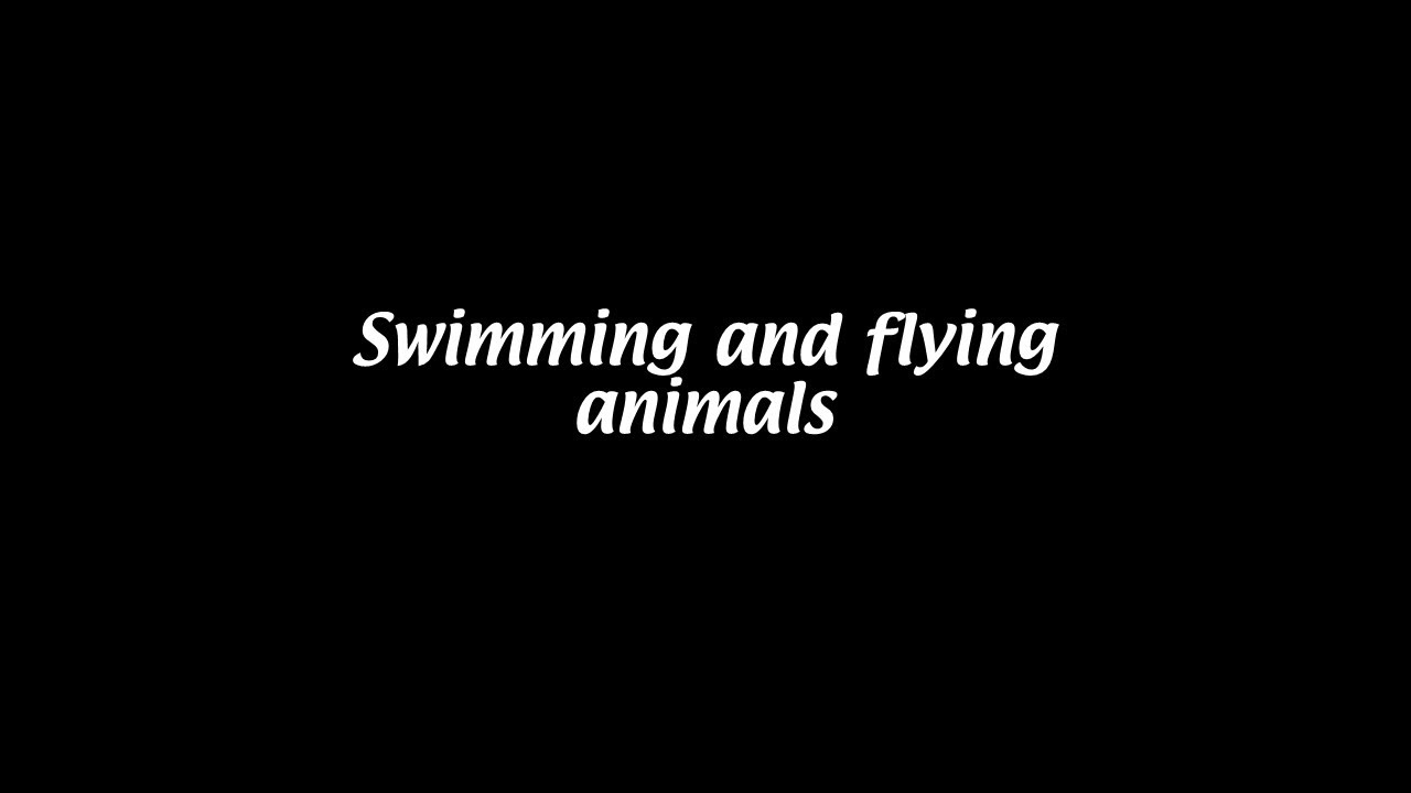 Swimming and flying [Aerodynamics #21]