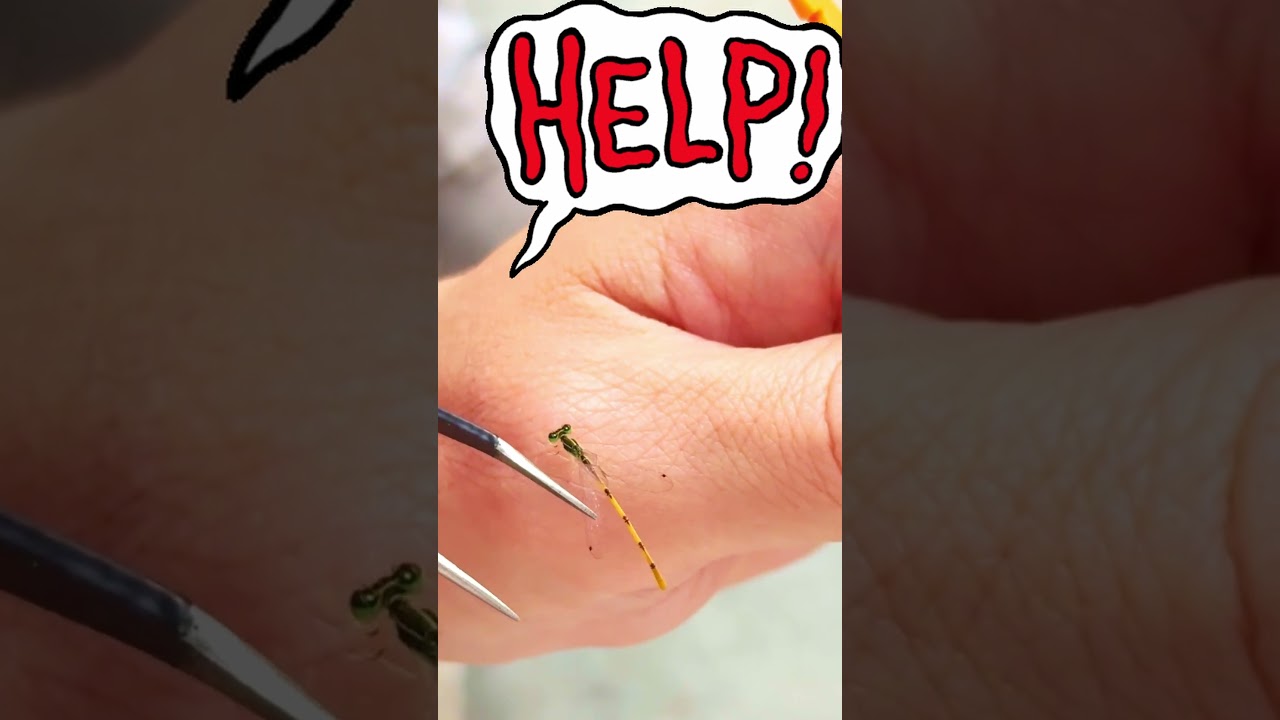 KIDS! 🦋 EMERGENCY Damselfly Rescue!