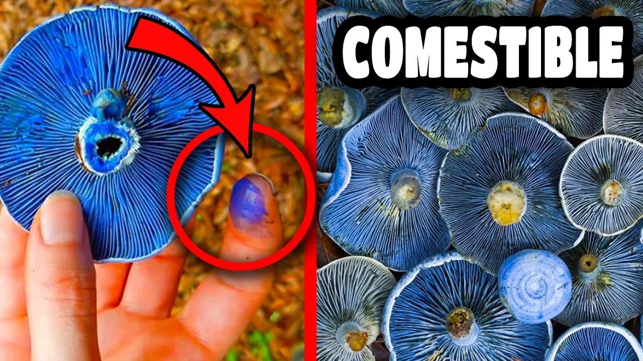 Cómo encontrar y reconocer al HONGO AZUL COMESTIBLE MÁS BUSCADO (𝙇𝙖𝙘𝙩𝙖𝙧𝙞𝙪𝙨 𝙞𝙣𝙙𝙞𝙜𝙤)🤤🍄