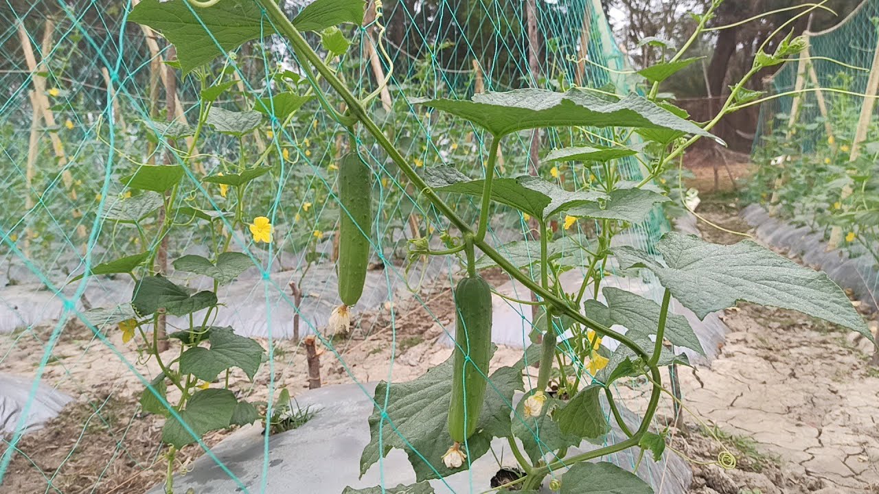 ছাবিরা শশার ফলন নিয়ে সবার অনেক অভিযোগ।। agro1