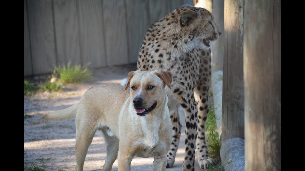 Kumbali and Kago Explore the Zoo