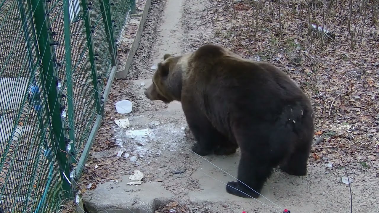 Мансур крошит камнем лёд.