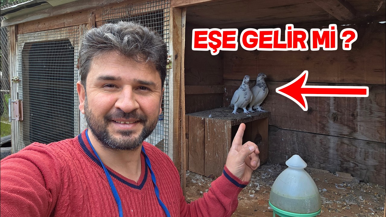 Tip Güvercinlerimizi Eş Eş Ayırdım