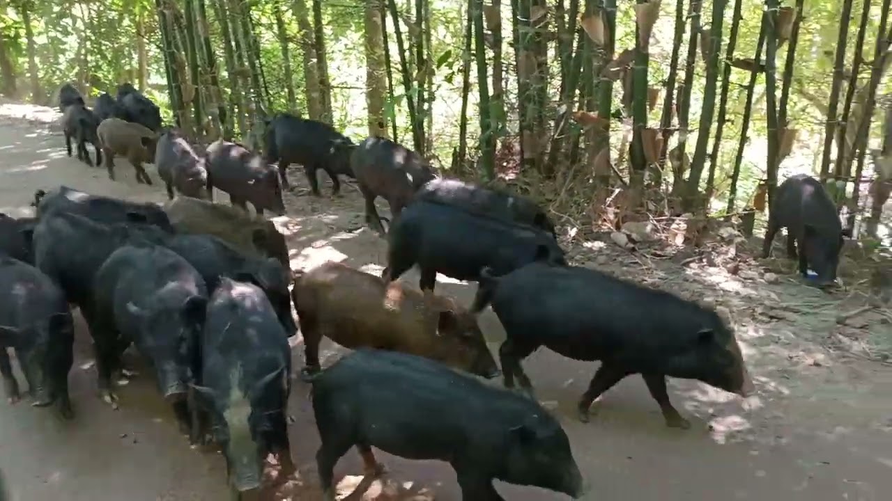 শুকর খাওয়াকে আল্লাহ হারাম করেছেন। বিশ্বাস করলে একটা সাবস্ক্রাইব করে সমর্থন করুন।