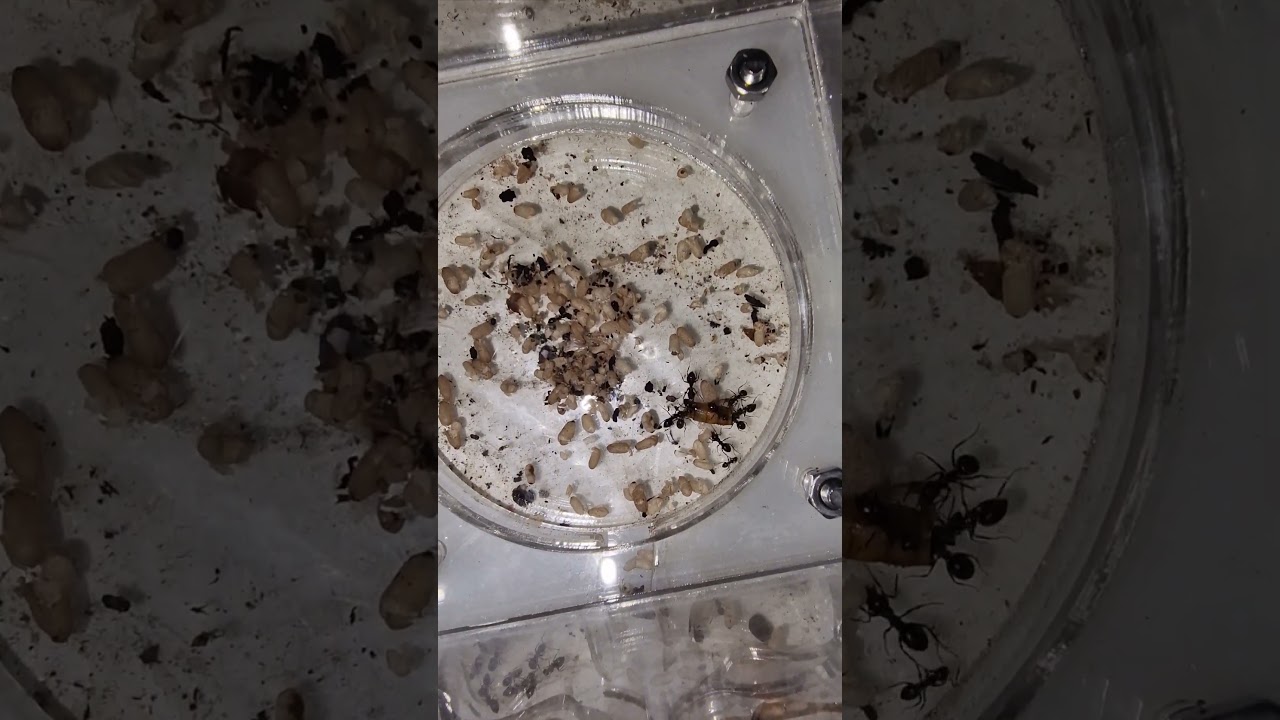 lasius enjoying a mealworm 