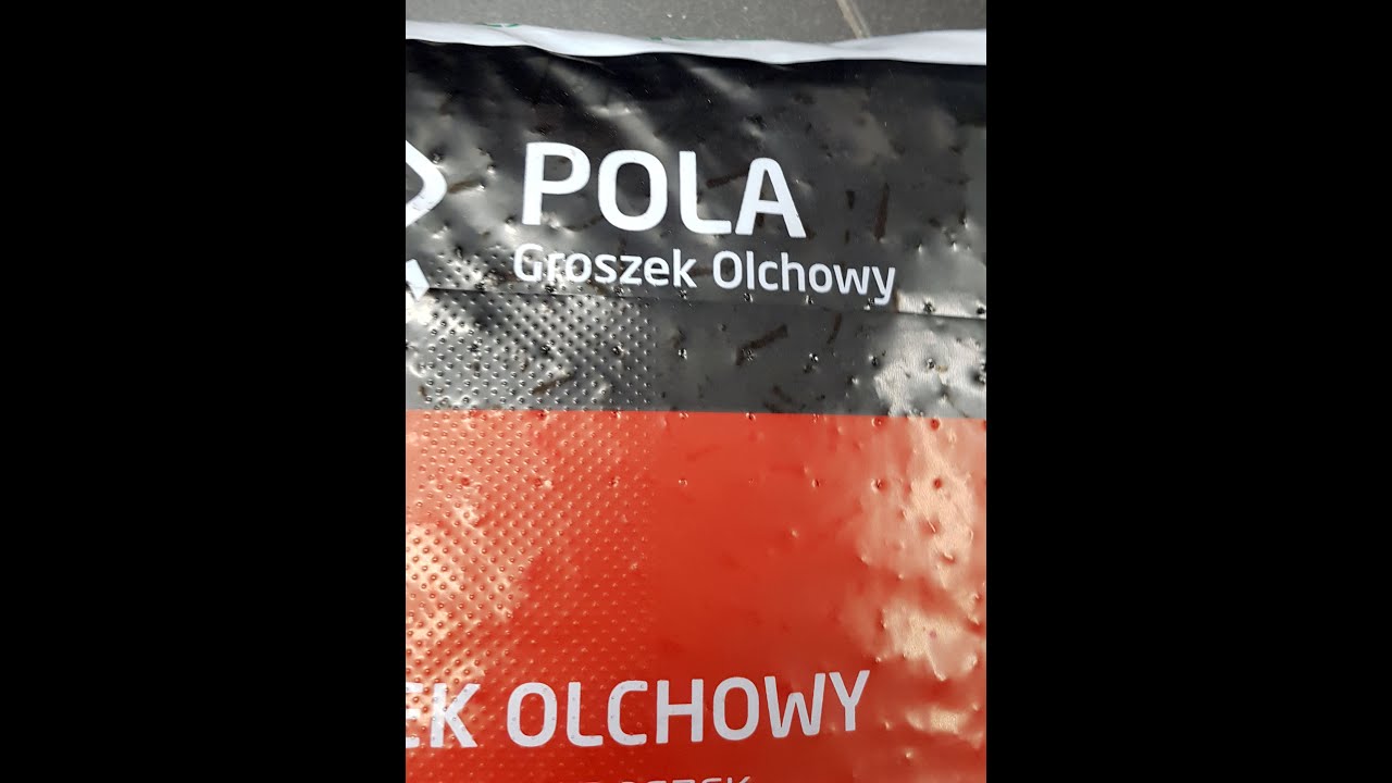 Groszek OLCHOWY. Podajnik ślimakowy. Prezentacja spalania na palniku STALKOT model RK-O