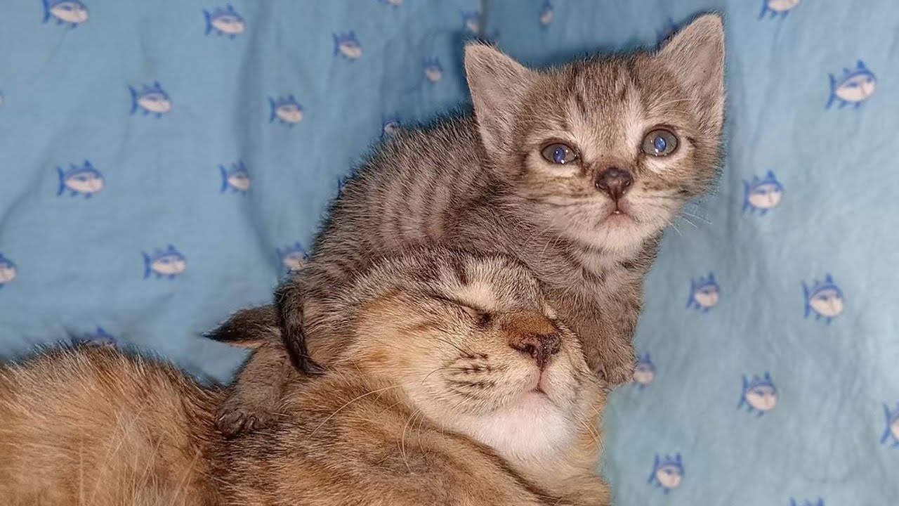 Scared Adopted Kitten Chooses Foster Mom Cat&rsquo;s Face to Sleep On 💔 ~ The Poor Kitten Rescue