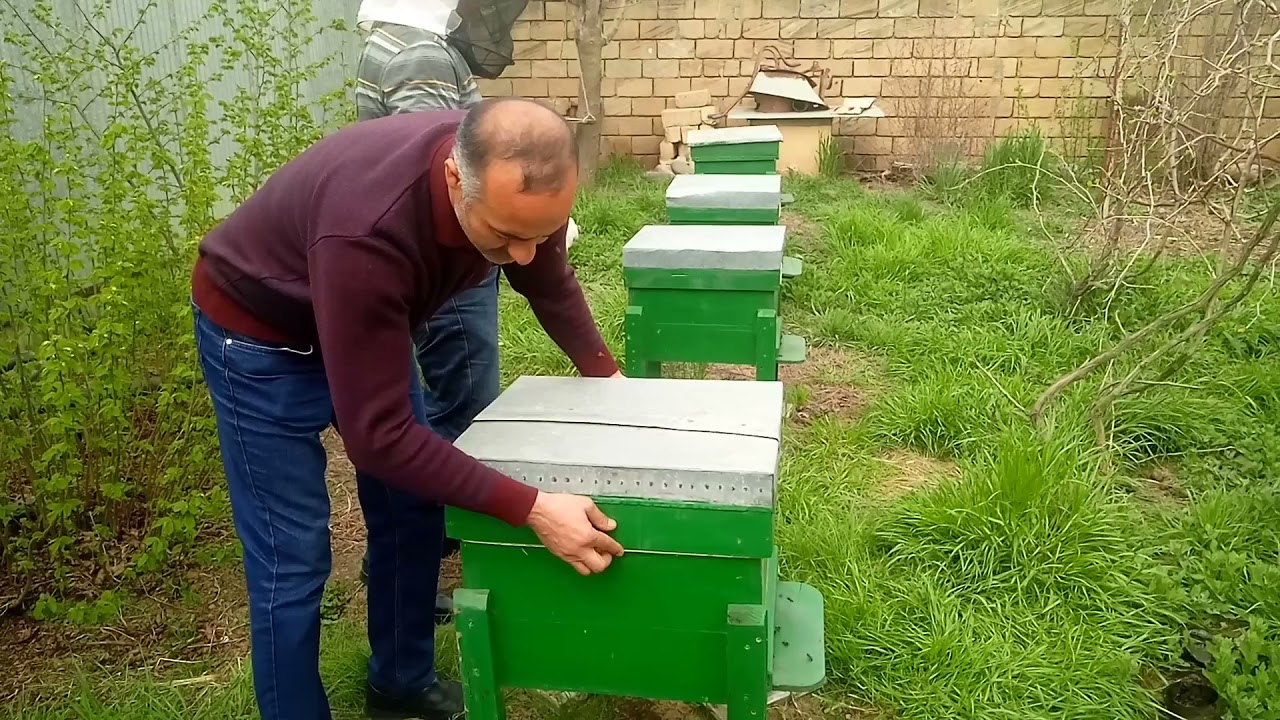Bakfəst və karnika arıları satılır