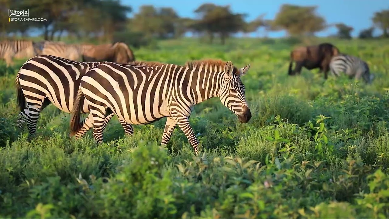 zebra (black and white)