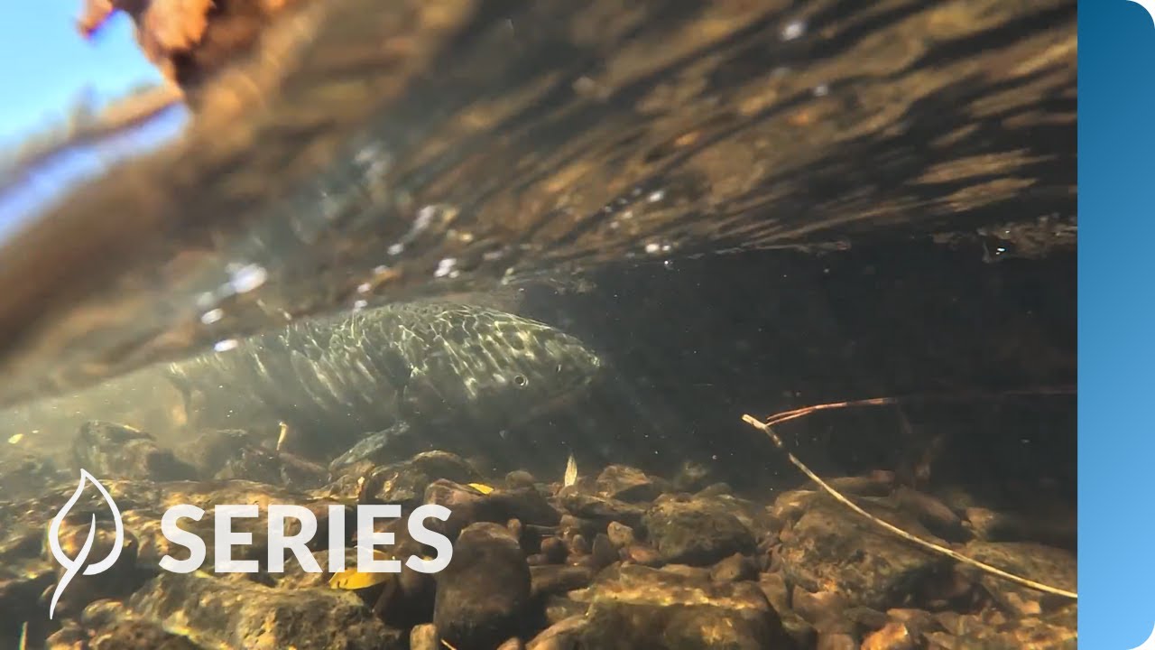 Bringing the Salmon Home | Klamath River Restoration | Restoring at Scale | SERIES