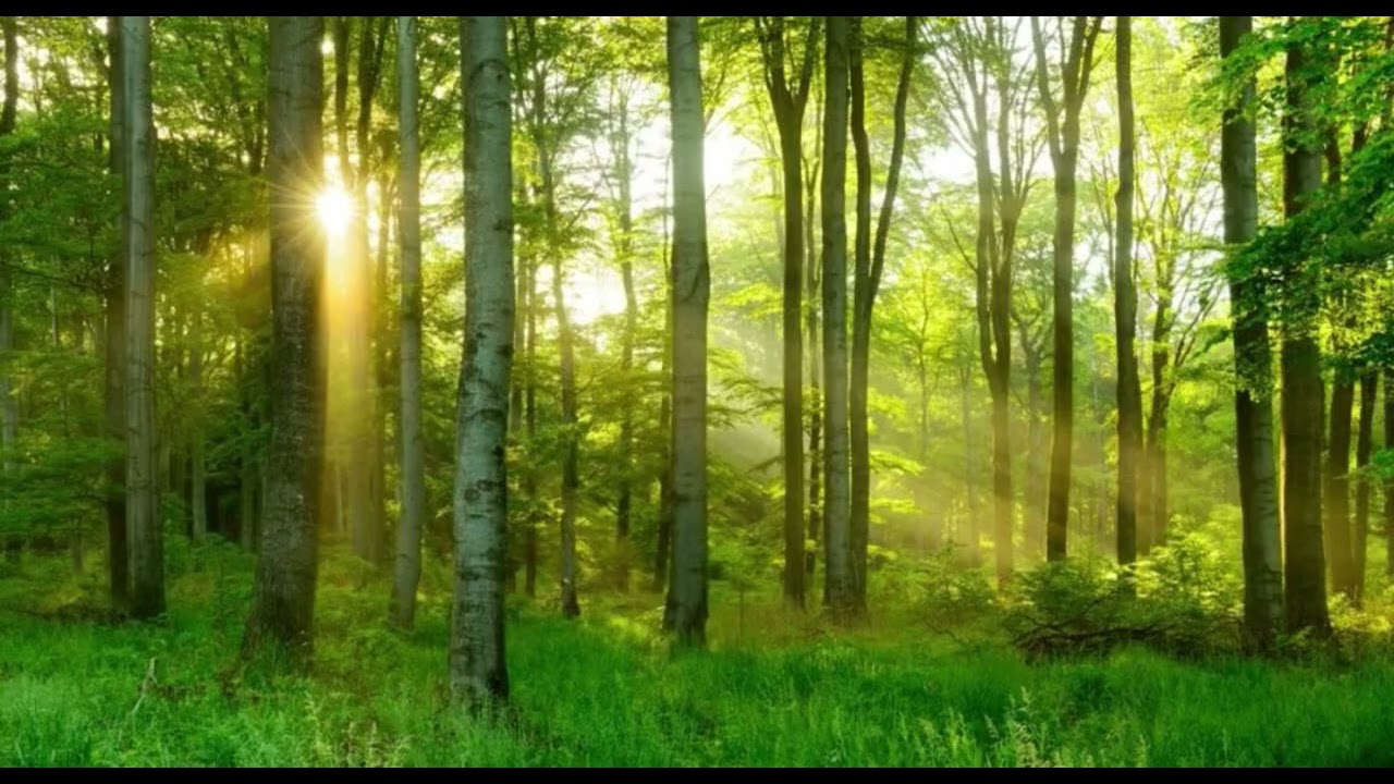 Gratitude Song- Guru Brahma Guru Vishnu