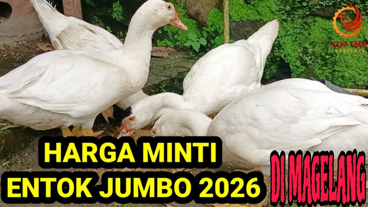 HARGA MINTI ENTOK JUMBO TAHUN 2026 DI MAGELANG 