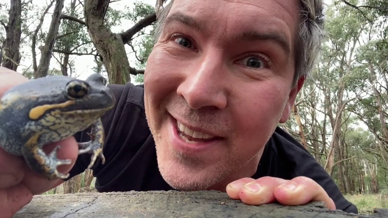 Manningham's Backyard Biodiversity: Banjo Frog
