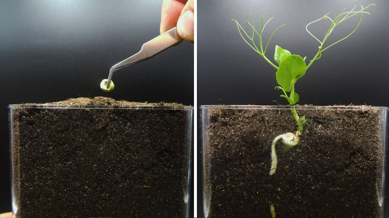 Growing Pea Time Lapse