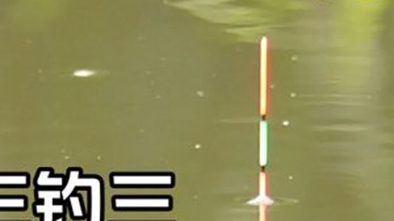 入秋调漂：调三钓三，调漂方法全过程！