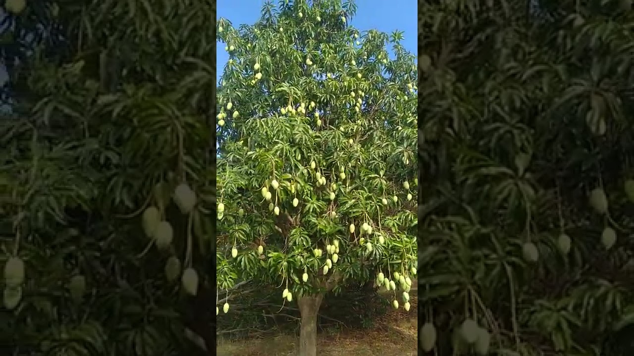 Carabao Mango Plantation in Occ.Mindoro❤❤❤