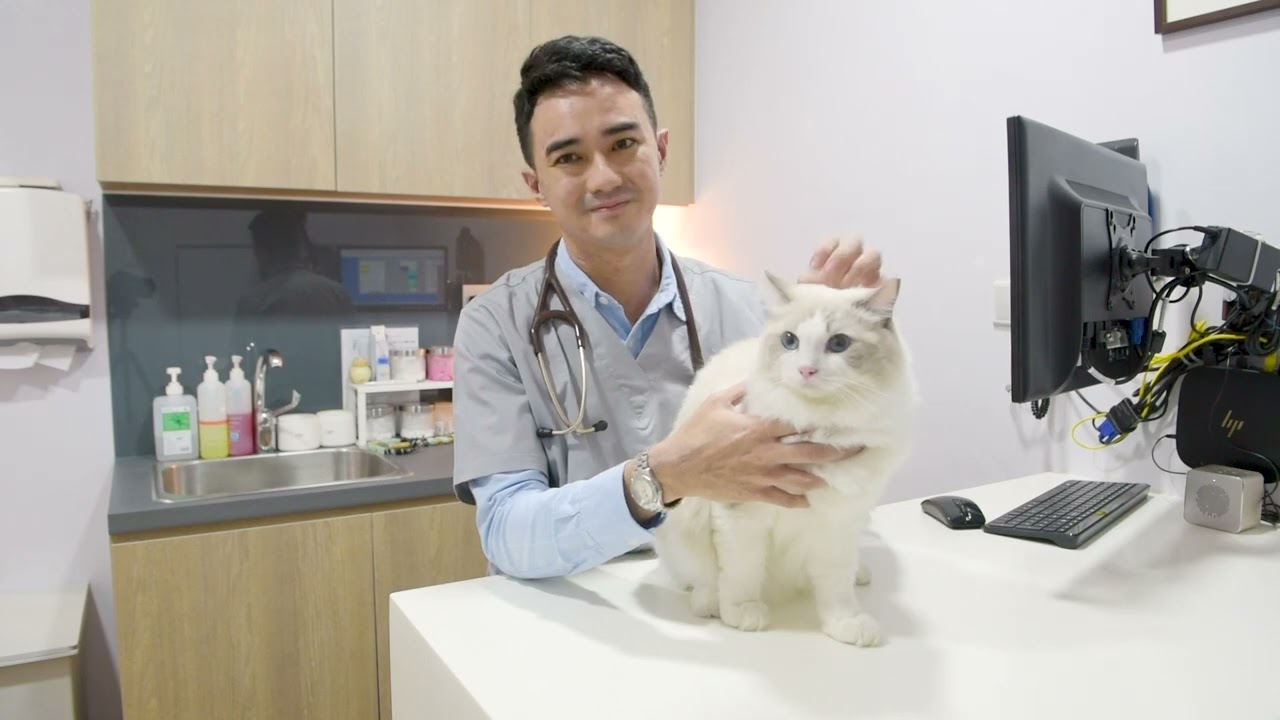 A stress-free clinic for your cats in Singapore