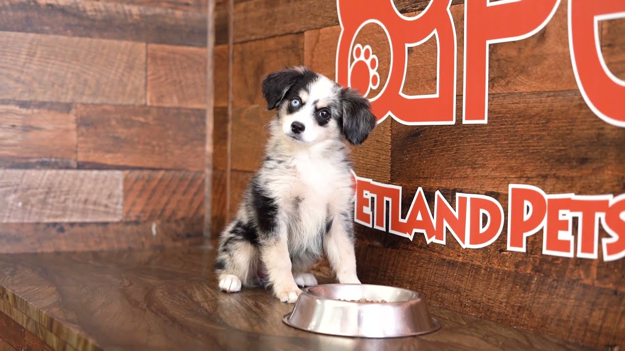 How To Train Your Puppy To Eat Solid Food | Petland Florida
