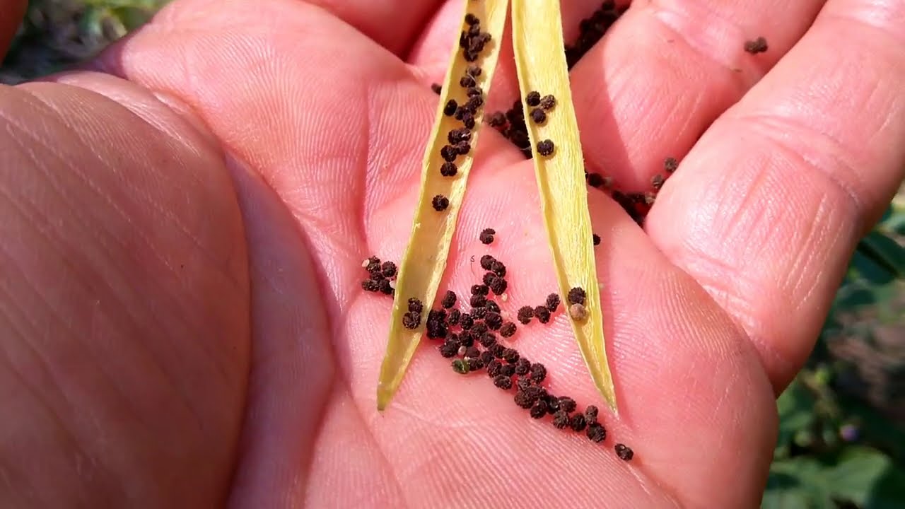 ผักเสี้ยน วิธีปลูก วิธีกิน และเก็บเมล็ดพันธุ์