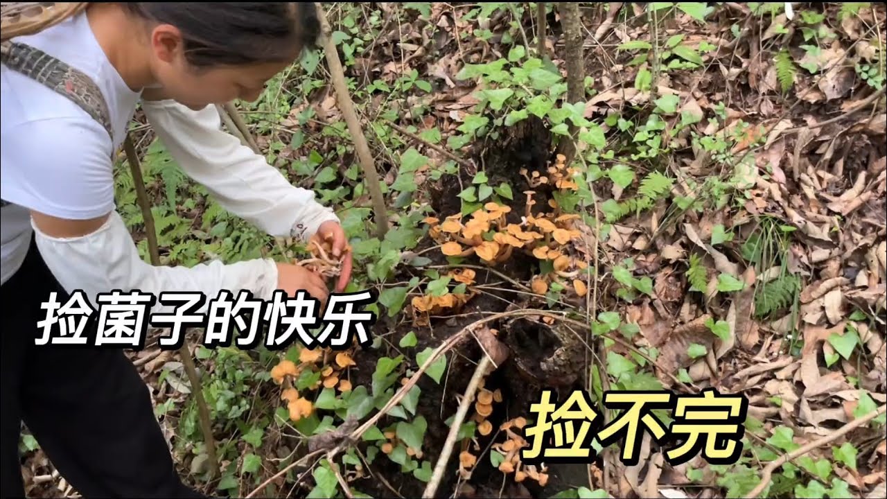 菌子咋就这么多！姐妹倆又饱餐了一顿，你们爱捡还是爱吃？#捡菌子的快乐又回来了