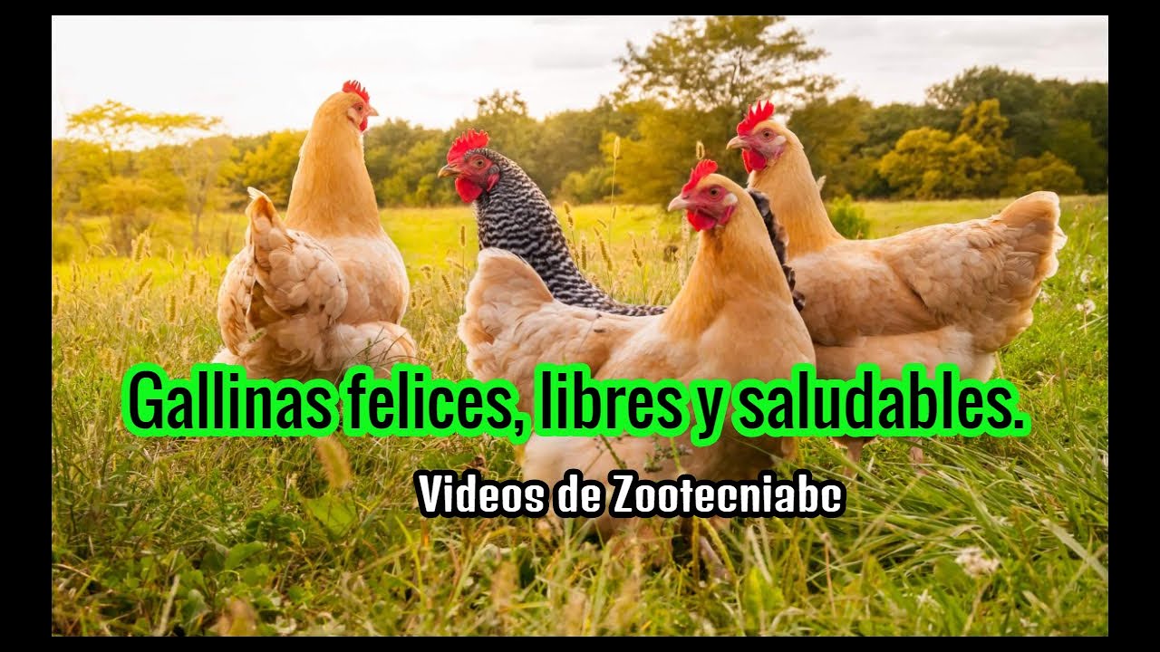 ✅Como criar Gallinas felices, huevo org&aacute;nico, libres y saludab / Galp&oacute;n m&oacute;vil en gallinas ponedoras.