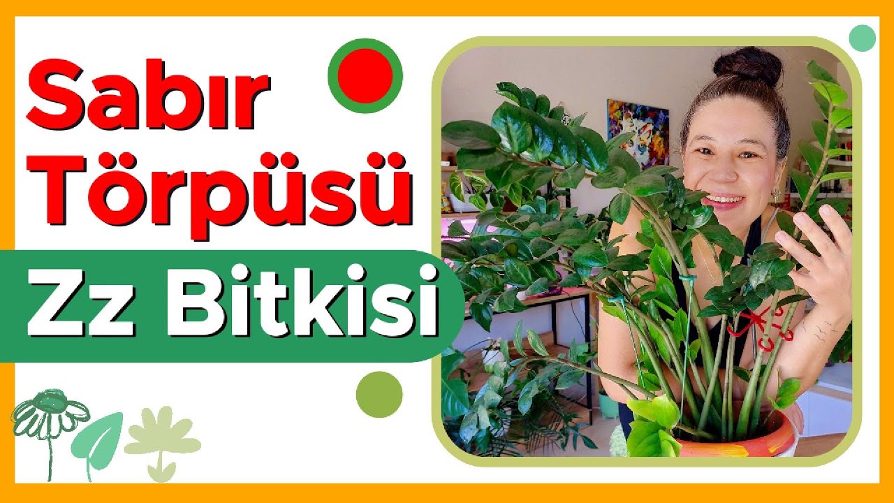 ZZ Bitkisi Bakımı / Zamioculcas zamiifolia