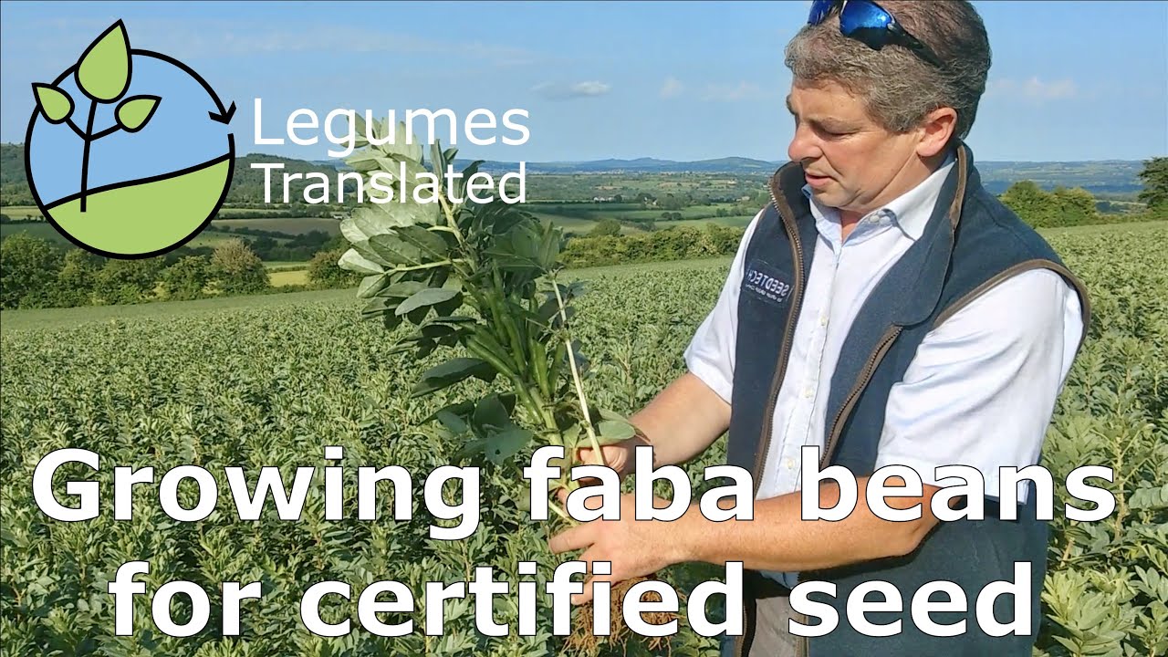 Growing faba beans for certified seed