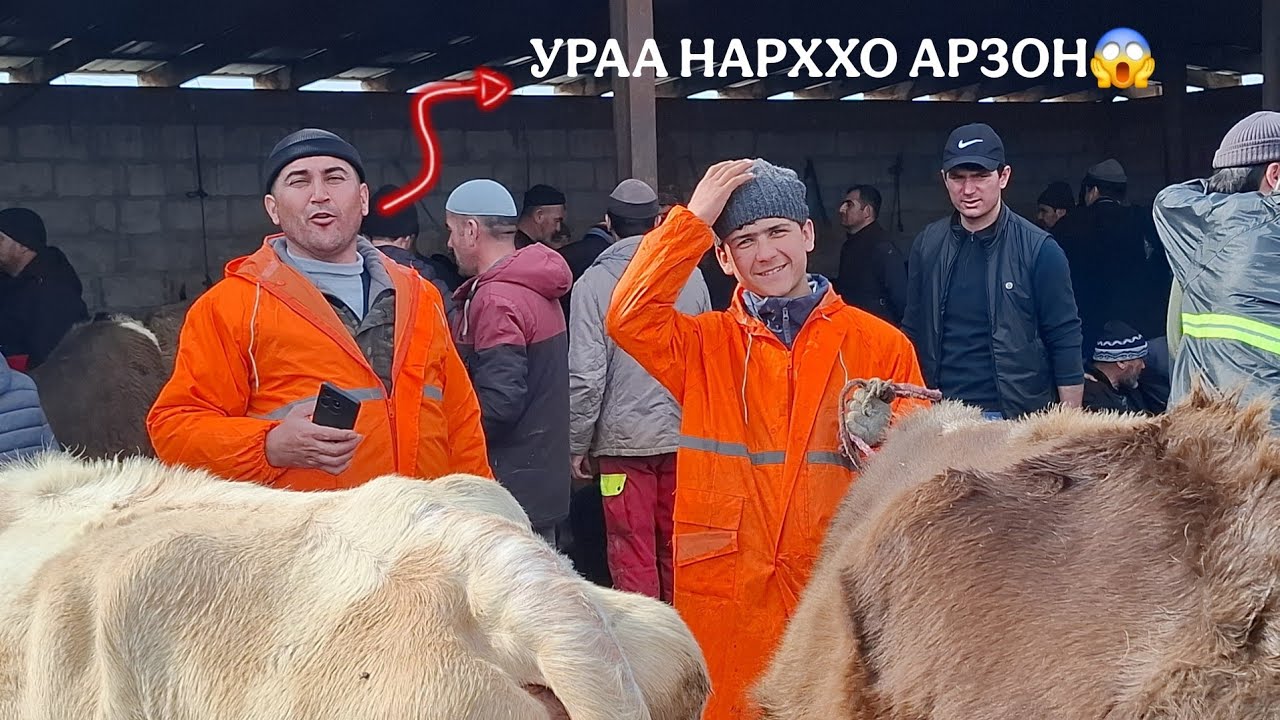 УРАА 😱НАРХХО АРЗОН ШУД😱.МОЛБОЗОРИ ХОЧИ ШАРИФ.  13 февраля 2026 г