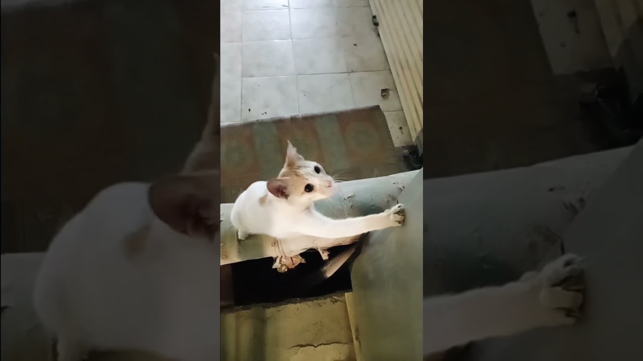Funny cute cat 