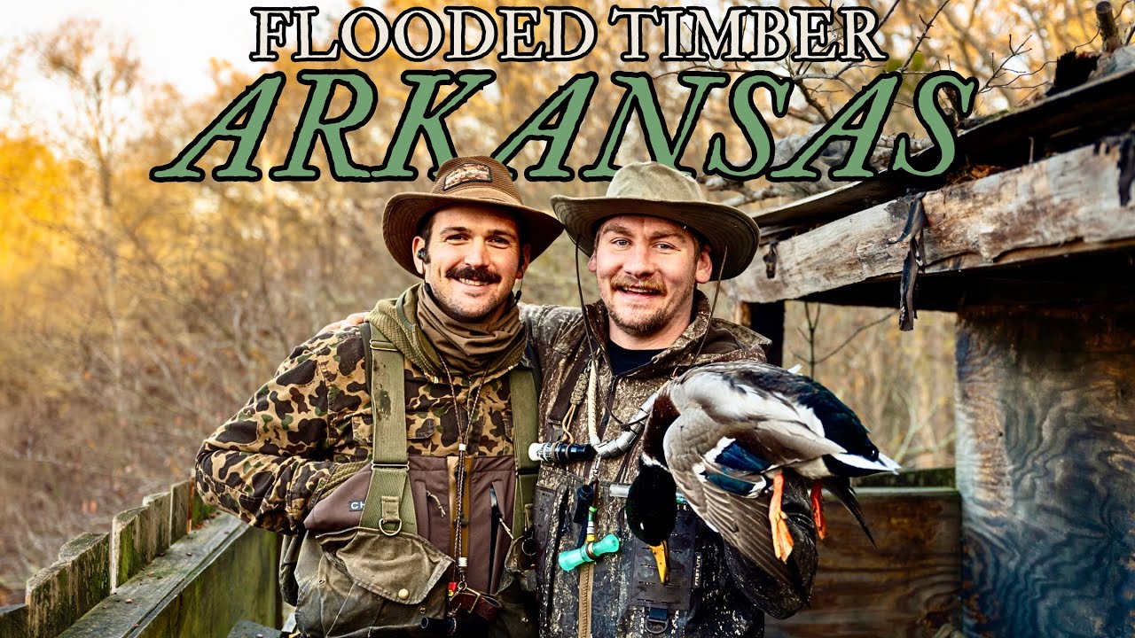 Flooded Timber Duck Hunting in Arkansas