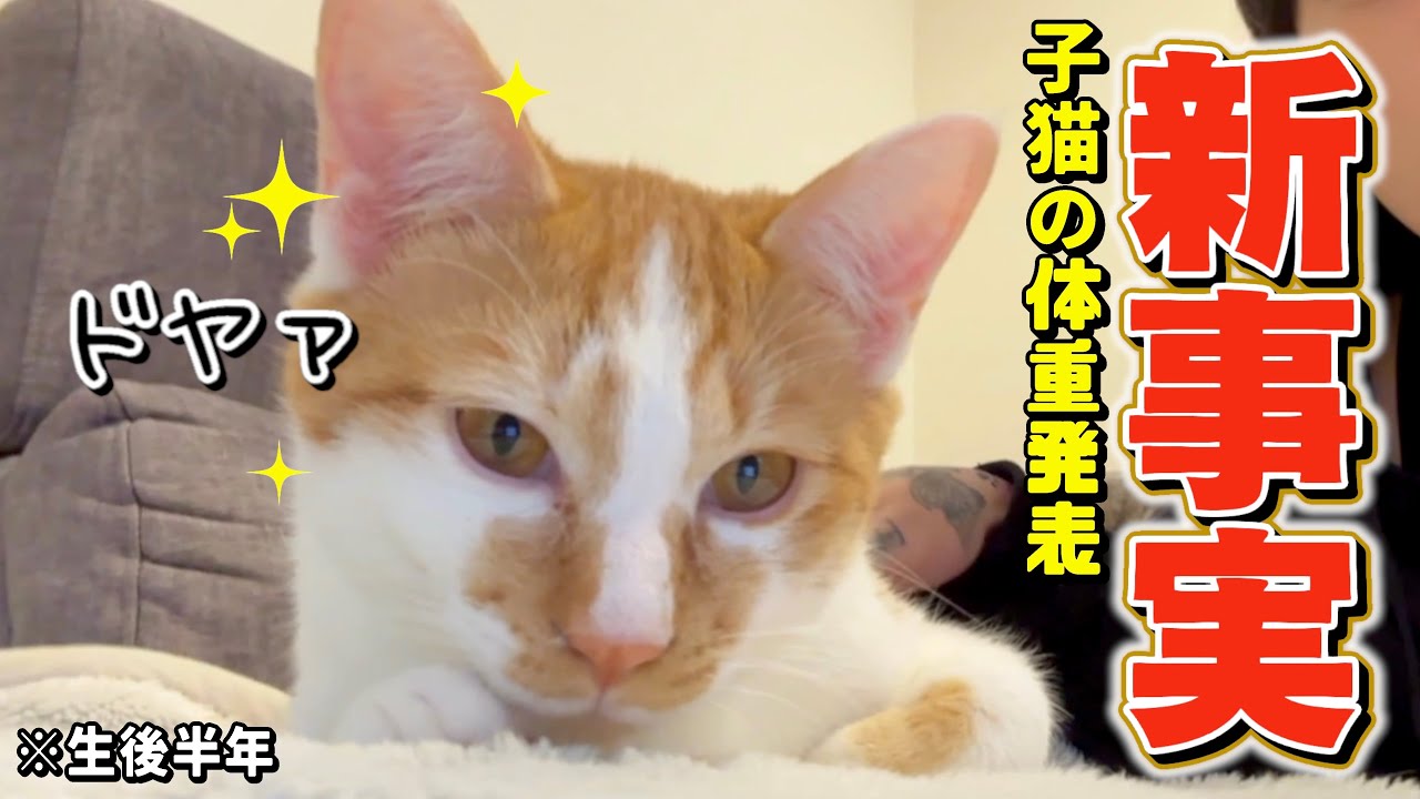 子猫を定期検診に連れて行ったら衝撃的な事実が判明しました？