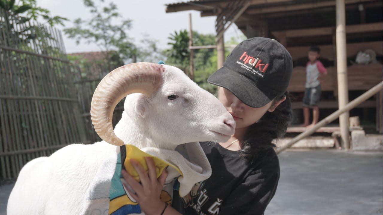 MINYAK B1AWAK JADI PENYUBUR TANDUK DOMBA GARUT !!