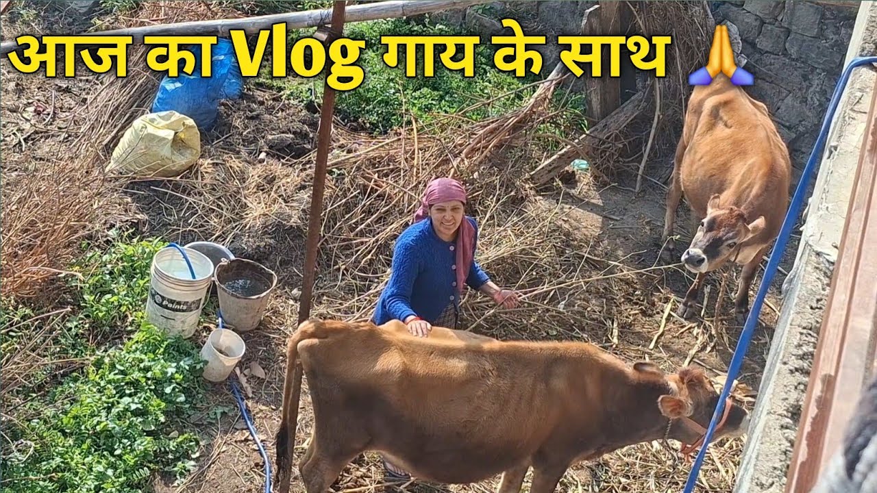 #vlog 110 गाँव की सुबह से लेकर शाम तक का Vlog गाँव की सादी जिंदगी☺️ @TheDograVibes 