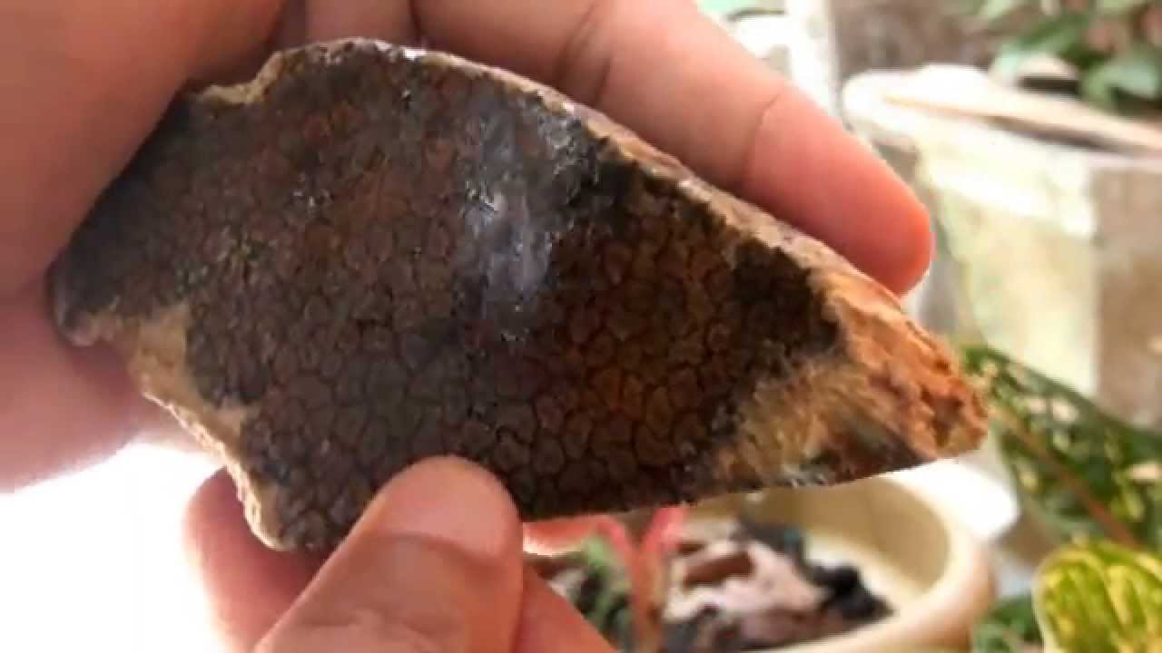 Batu Akik Teratai Hitam (Super) Origin Bengkulu @marifoto